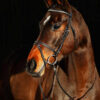 Weston horse bridle