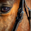 Weston horse bridle