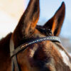 Weston horse bridle