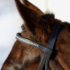Weston horse bridle
