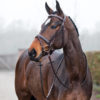 Venice horse Bridle