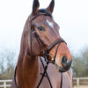 Venice horse Bridle