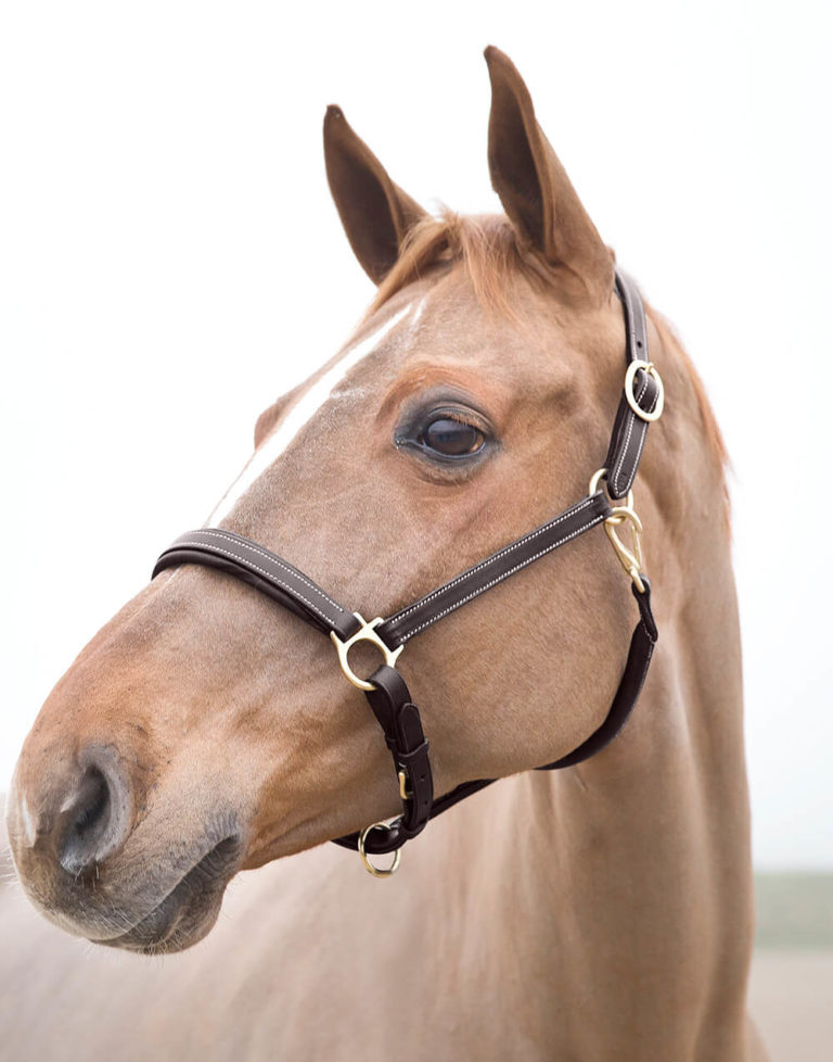 Horze Largo leather halter in dark brown