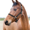 Basic soft nylon webbing halter with metal fittings. Adjustable at the headpiece with a snap closure under the cheek