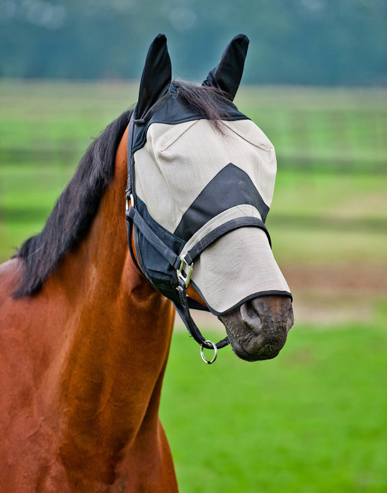 Horse wearing a long-nose fly mask