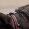 Cairo Infra-red Halter