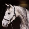 Chicago Halter & Lead Set