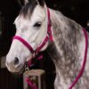 Chicago Halter & Lead Set