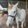 Equivia Adjustable Halter