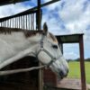 Equivia Adjustable Halter