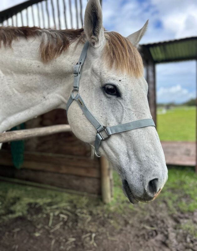Equivia Adjustable Halter