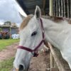 Equivia Adjustable Halter