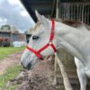 Equivia Adjustable Halter