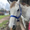 Equivia Adjustable Halter