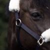 Laurier Halter with Sheepskin
