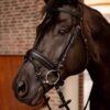 Eternal Gaze Dressage Bridle - Image 5