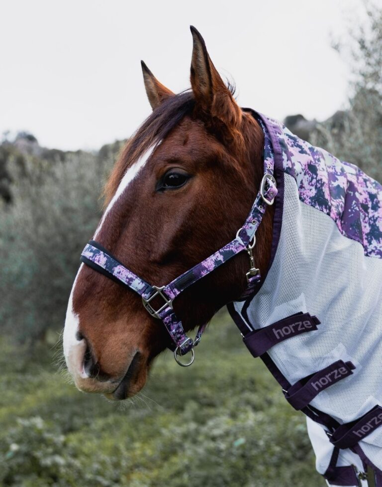 Horse wearing the printed Dreamer halter