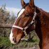 B Vertigo Hardwick Halter