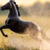 Breyer ATP Power Traditional Series model horse with detailed musculature