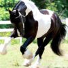 Breyer Battlefield Angel Traditional Series model horse with detailed sculpting and dynamic pose