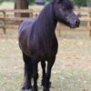 Breyer Carltonlima Emma Traditional Series model horse with black coat and realistic detailing