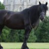 Breyer Carltonlima Emma Traditional Series model horse with black coat and realistic detailing