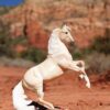 Breyer Cloud 30th Anniversary white Arabian model horse with refined detail