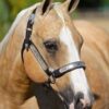 Breyer Ebony Shines Foal model horse with dark coat and detailed features
