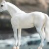 Breyer Grey Thoroughbred model horse with detailed sculpting and grey coat