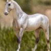 Breyer Trakehner model horse collectible