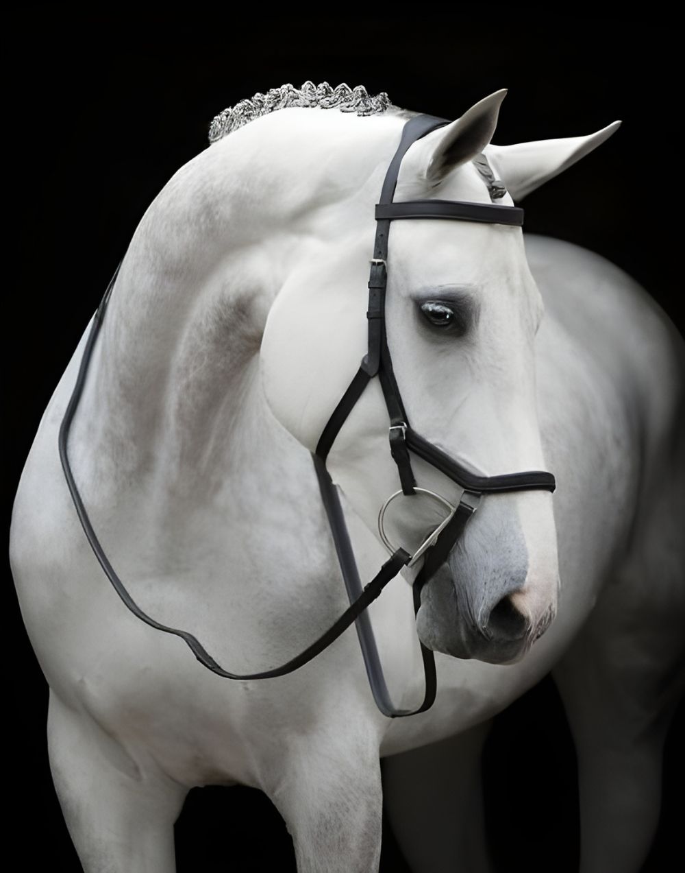 Rambo Micklem Competition Bridle Black comfortable anatomical leather bridle for horses