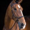 Rambo Micklem Multi Bridle black anatomical bridle with multi use functionality for horses