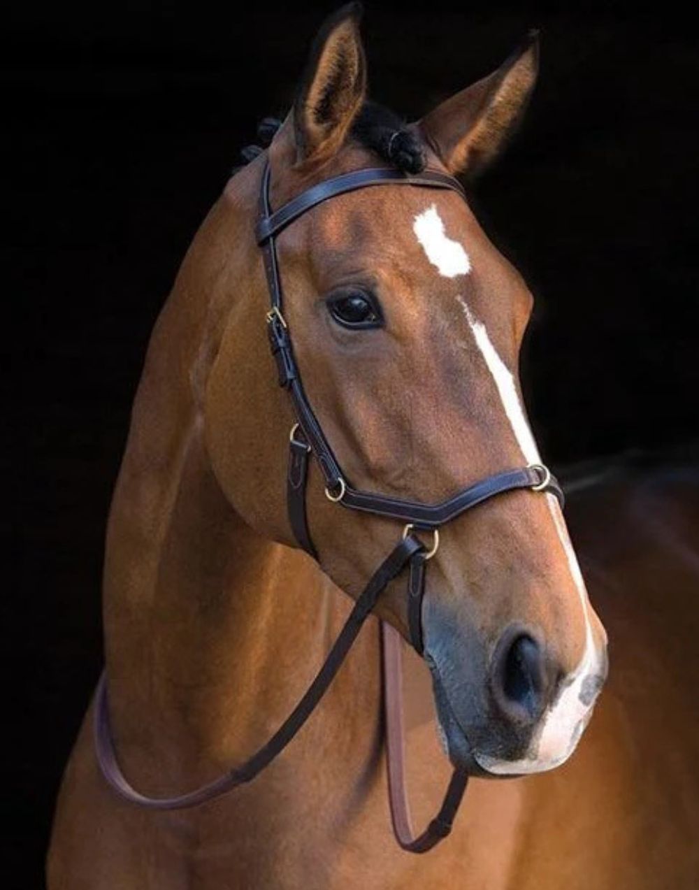 Rambo Micklem Multi Bridle black anatomical bridle with multi use functionality for horses
