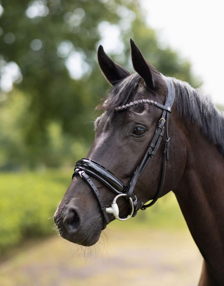 Clermont anatomic bridle in black